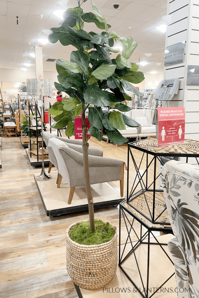 fiddle leaf tree from home goods